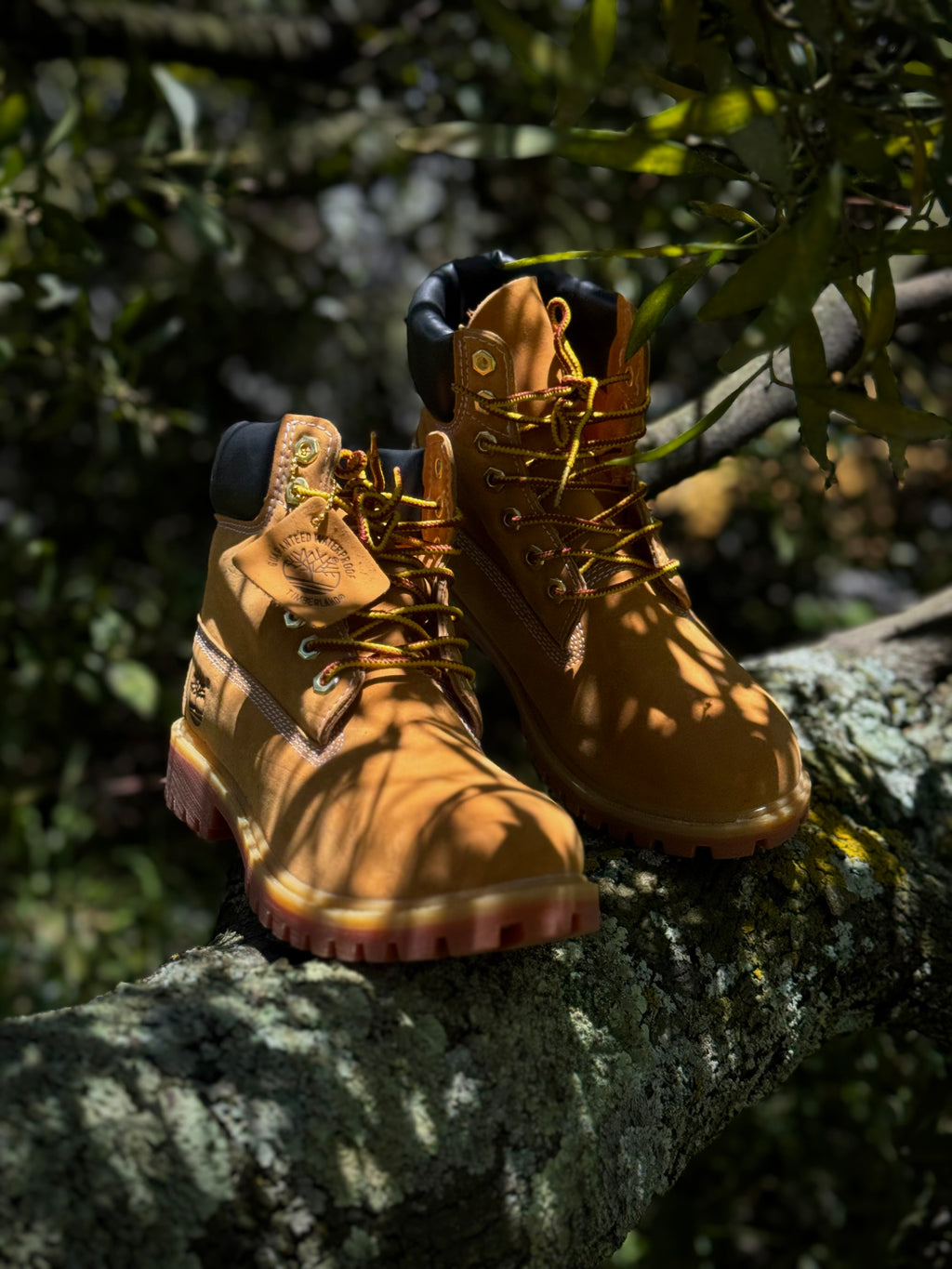 Timberland Premium 6 inch